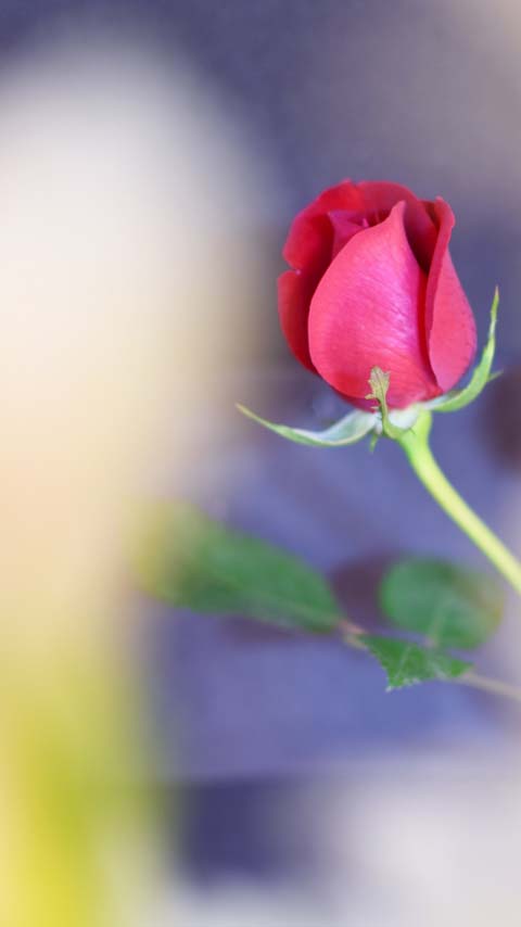 bud rose red flower wallpaper background phone