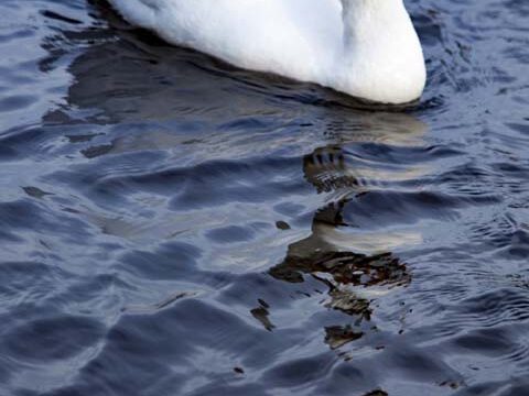 snow-white swan lake bird wallpaper background phone