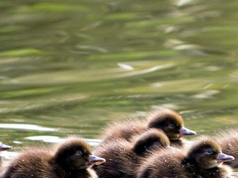 animals ducklings wallpaper background phone