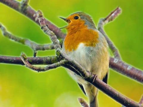 robin bird green yellow wallpaper background phone