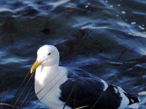 kelp gull seagull ocean wallpaper background phone