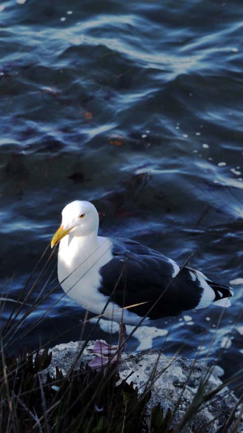 kelp gull seagull ocean wallpaper background phone