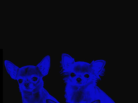 Chihuahua puppy dog neon blue dark black wallpaper background phone