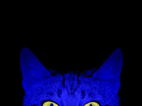 eerie staring cat eyes yellow dark blue black neon wallpaper background phone