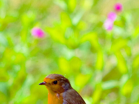 cutie bird robin orange green grass background wallpaper phone