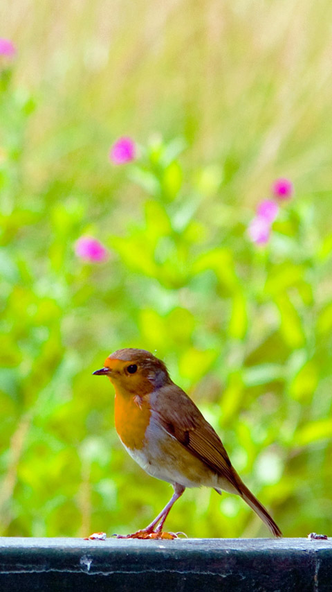 cutie bird robin orange green grass background wallpaper phone