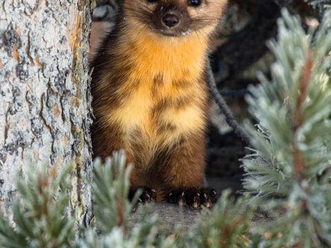 marten baby cute animal tree background wallpaper phone