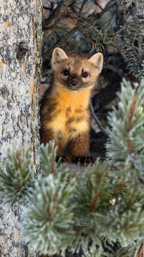 marten baby cute animal tree background wallpaper phone