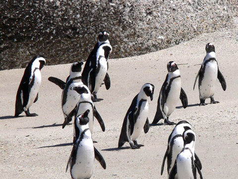 penguins Antarctica arctic animals birds wallpaper background phone