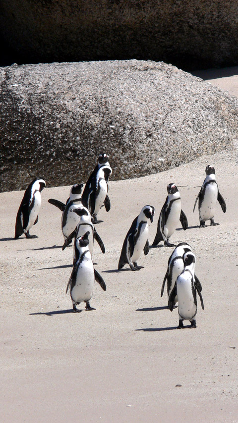 penguins Antarctica arctic animals birds wallpaper background phone