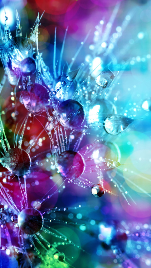 droplets dandelion multicolored colorful closeup wallpaper background phone