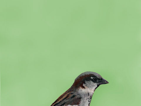 cup sparrow cute bird green wallpaper background phone