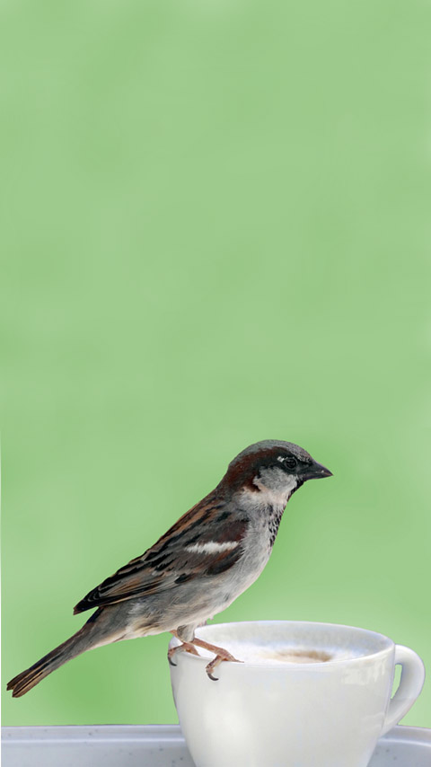 cup sparrow cute bird green wallpaper background phone
