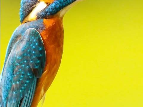 kingfisher bird wallpaper background phone