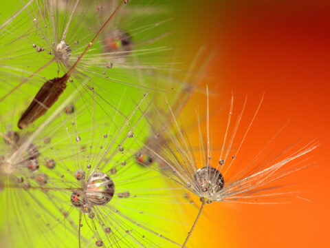 seeds dandelion flower colorful multicolored green orange wallpaper phone background