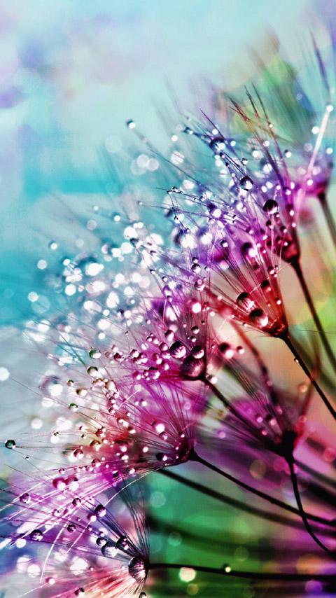 close-up dandelion drops water seeds wallpaper background phone