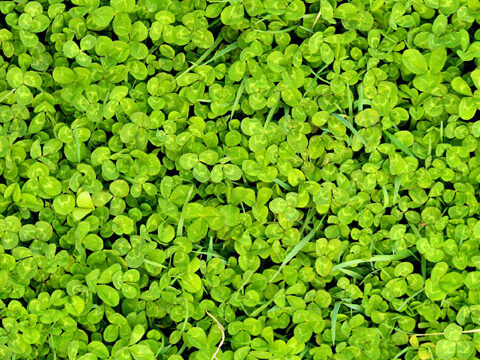 clover lawn green grass shamrock wallpaper background phone