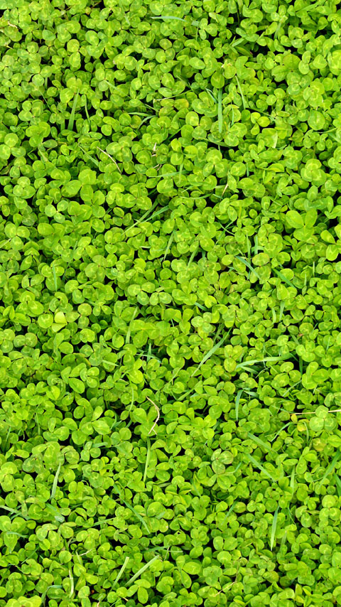 clover lawn green grass shamrock wallpaper background phone