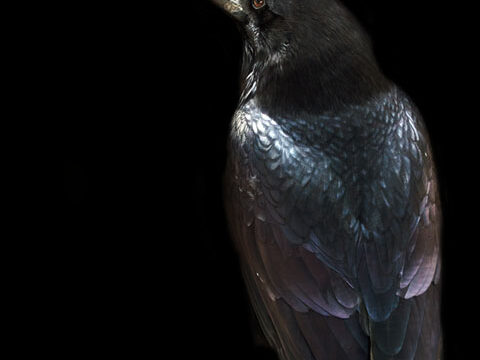 raven crow black dark bird background wallpaper phone