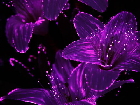 fiber optic lilies lily flowers purple dark black background wallpaper phone