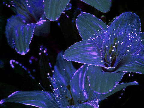 lilies blue fiber optic purple dark black background wallpaper phone