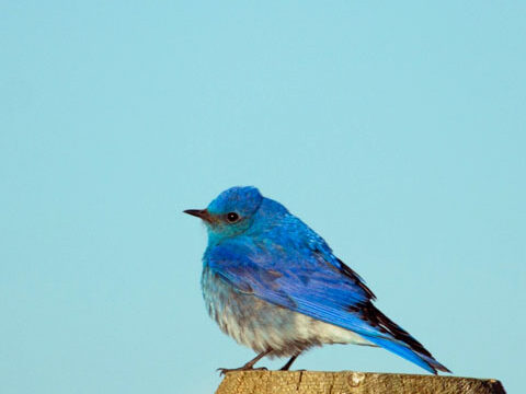 bluebird cute bird blue wallpaper background phone wallpaper