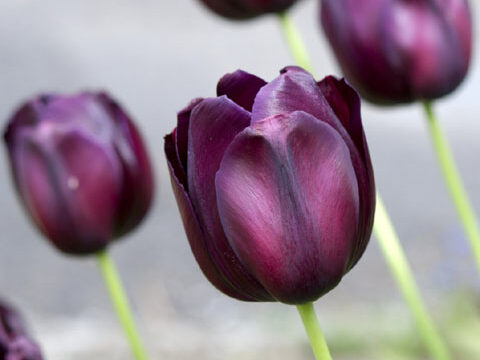 dark black purple tulips flowers wallpaper background phone