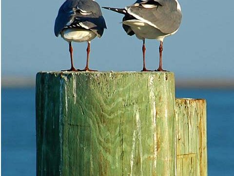 seagulls ocean nautical sea wallpaper background phone