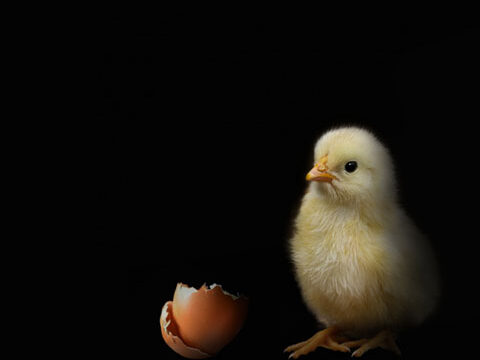 chicken chick egg dark black yellow phone wallpaper background