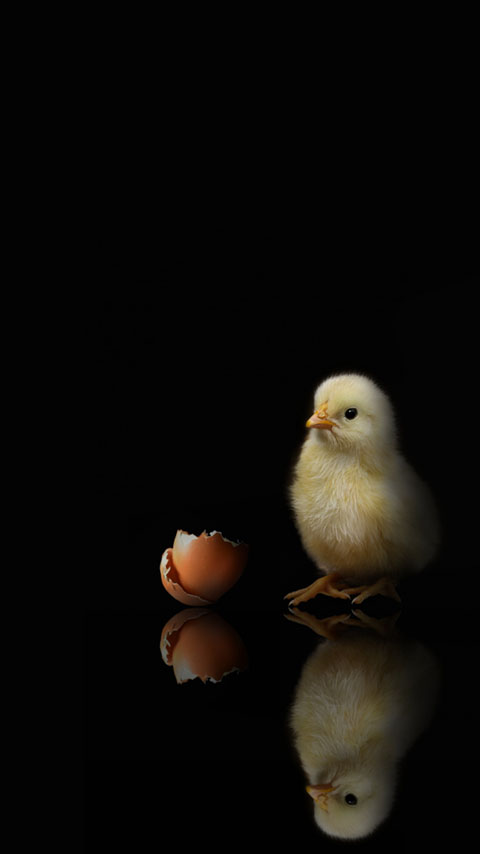 chicken chick egg dark black yellow phone wallpaper background