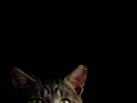 tabby cat beautiful dark black wallpaper background phone