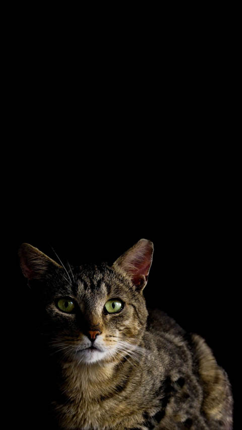 tabby cat beautiful dark black wallpaper background phone