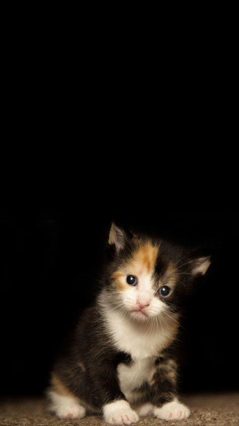 calico cat kitten dark black cutest wallpaper background phone