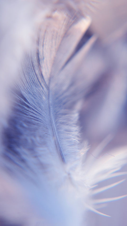 feather white purple pink wallpaper background phone