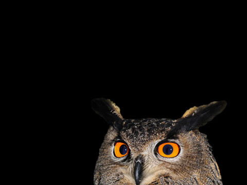 true owl eyes staring dark black wallpaper background phone