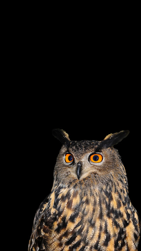 True Owl Wallpaper Phone – 