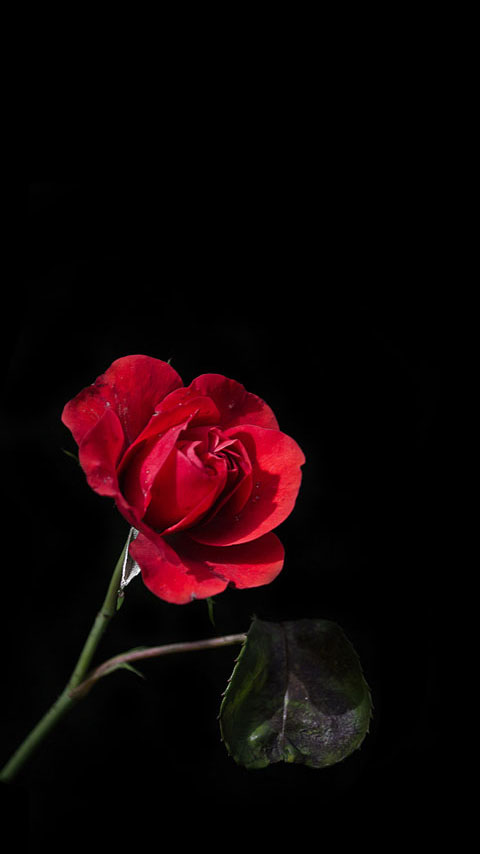 gloomy rose red dark black wallpaper background phone