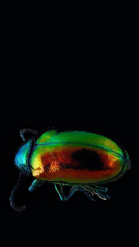 Dogbane Leaf Beetle dark black background wallpaper phone