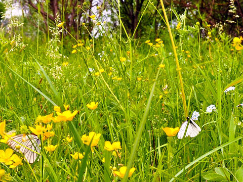 wild flowers meadow green grass butterflies background wallpaper phone