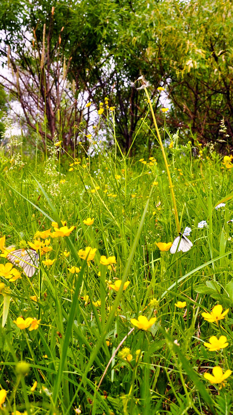 wild flowers meadow green grass butterflies background wallpaper phone