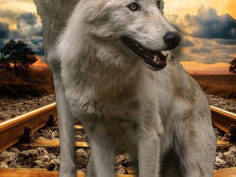 wolves white animal railroad sunset wallpaper background phone