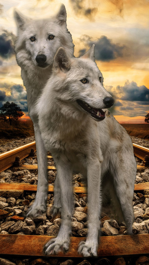 wolves white animal railroad sunset wallpaper background phone