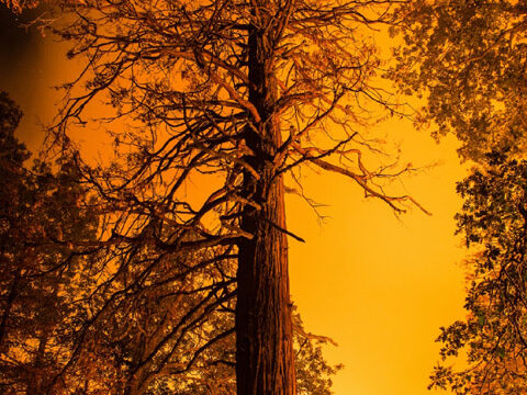 tall trees orange sunset forest wallpaper background phone