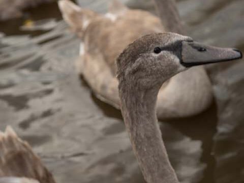 swans lake nature wallpaper background phone