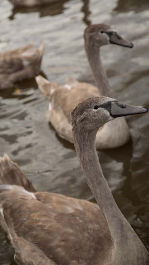 swans lake nature wallpaper background phone