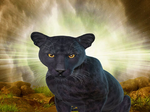 panther black animal wild mysterious wallpaper background phone