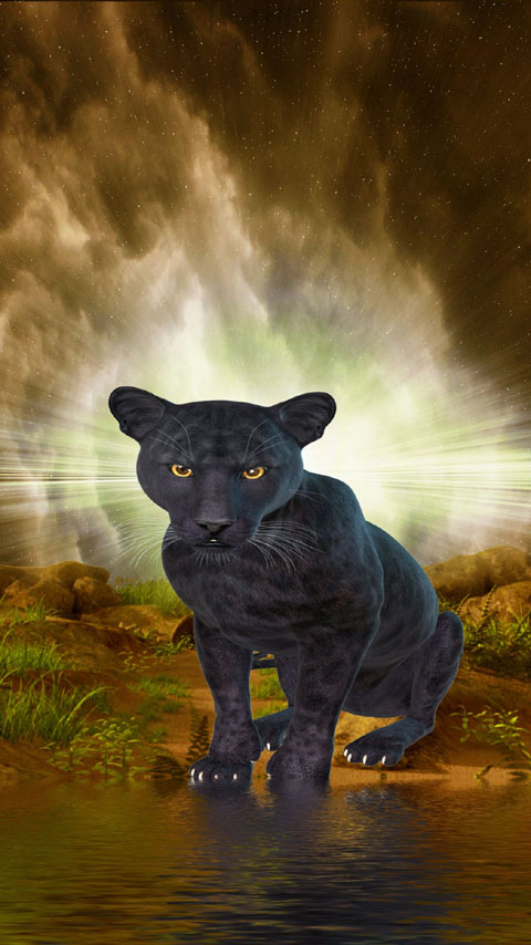 panther black animal wild mysterious wallpaper background phone