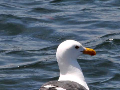 black-backed gull ocean wallpaper background phone