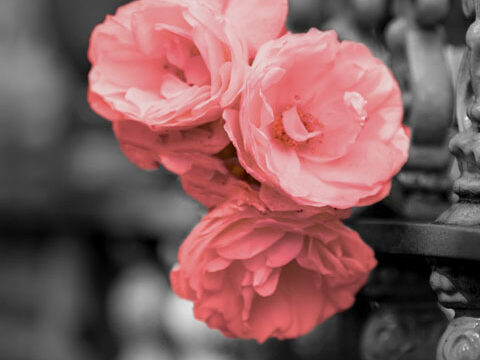fence flowers pink grey wallpaper phone background