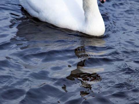 white swan lake background wallpaper phone